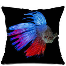 Betta Splendens - Siamese Fighting Fish On A Black Background Pillows 71454171
