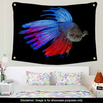 Betta Splendens - Siamese Fighting Fish On A Black Background Wall Art 71454171