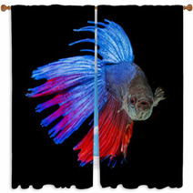 Betta Splendens - Siamese Fighting Fish On A Black Background Window Curtains 71454171