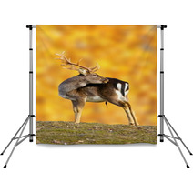 Big Fallow Deer Buck Backdrops 52710389