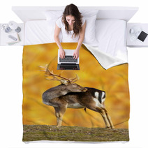 Big Fallow Deer Buck Blankets 52710389