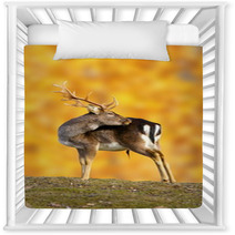 Big Fallow Deer Buck Nursery Decor 52710389