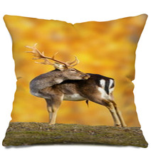 Big Fallow Deer Buck Pillows 52710389