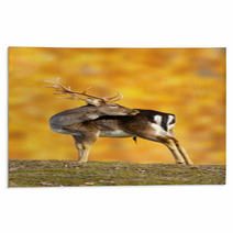 Big Fallow Deer Buck Rugs 52710389