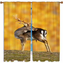 Big Fallow Deer Buck Window Curtains 52710389