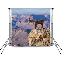 Big Horn Ram Standing On The Edge Of Grand Canyon Backdrops 51006352