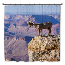 Big Horn Ram Standing On The Edge Of Grand Canyon Bath Decor 51006352
