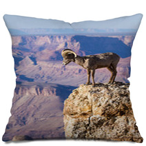 Big Horn Ram Standing On The Edge Of Grand Canyon Pillows 51006352