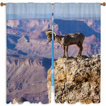 Big Horn Ram Standing On The Edge Of Grand Canyon Window Curtains 51006352