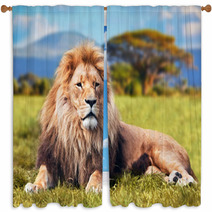Big Lion Lying On Savannah Grass. Kenya, Africa Window Curtains 58606525