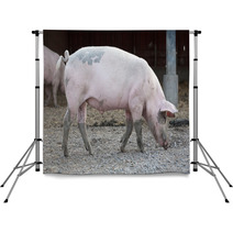 Big Pig Full-length Profile Backdrops 72877788