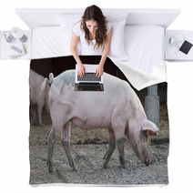 Big Pig Full-length Profile Blankets 72877788