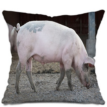 Big Pig Full-length Profile Pillows 72877788