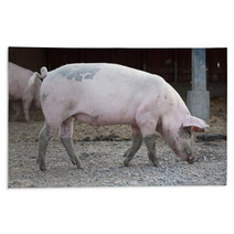 Big Pig Full-length Profile Rugs 72877788