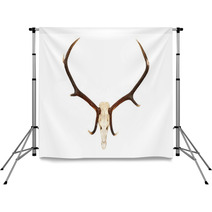Big Red Deer Hunting Trophy Backdrops 71693320