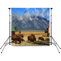 Bison And Mormon Row Barn In The Grand Tetons Backdrops 61317413