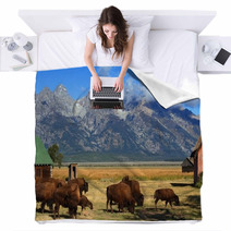 Bison And Mormon Row Barn In The Grand Tetons Blankets 61317413
