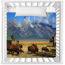Bison And Mormon Row Barn In The Grand Tetons Nursery Decor 61317413