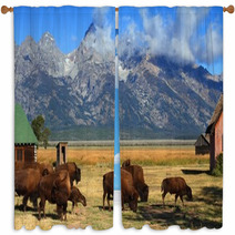 Bison And Mormon Row Barn In The Grand Tetons Window Curtains 61317413