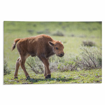 Bison Calf Rugs 65169259