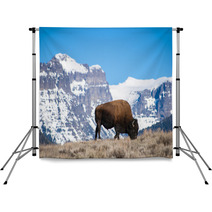 Bison Grazing Near Snow-Capped Peaks Backdrops 64162145