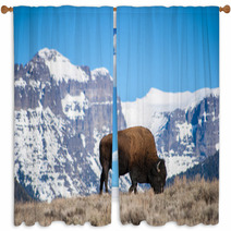 Bison Grazing Near Snow-Capped Peaks Window Curtains 64162145