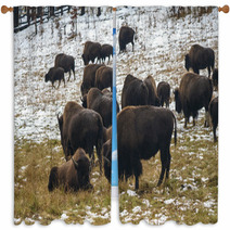 Bison In The Snow Window Curtains 59710185