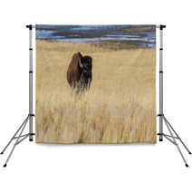 Bison On Antelope Island Backdrops 64288600