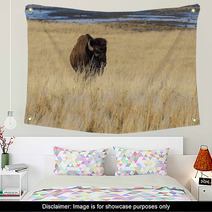 Bison On Antelope Island Wall Art 64288600