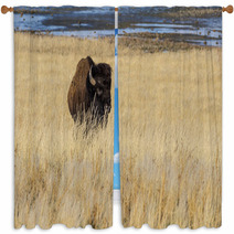 Bison On Antelope Island Window Curtains 64288600