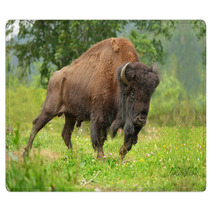 Bison Rugs 54376516