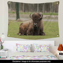 Bison Wall Art 52951981