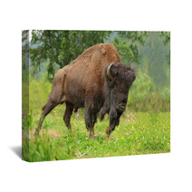 Bison Wall Art 54376516