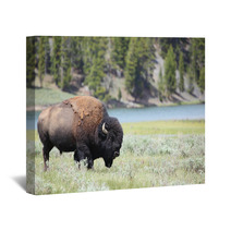 Bison Wall Art 61579045