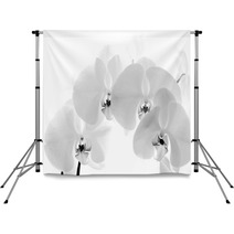 Black  And White Orchid Isolated On White Background Backdrops 70931477