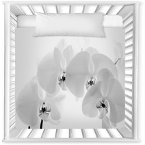 Black  And White Orchid Isolated On White Background Nursery Decor 70931477