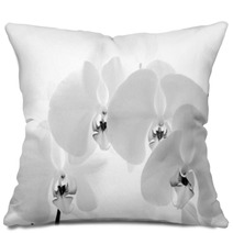 Black  And White Orchid Isolated On White Background Pillows 70931477