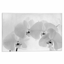 Black  And White Orchid Isolated On White Background Rugs 70931477