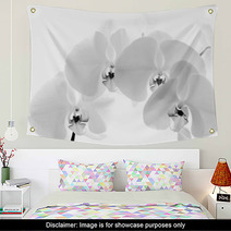 Black  And White Orchid Isolated On White Background Wall Art 70931477
