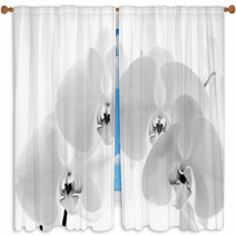 Black  And White Orchid Isolated On White Background Window Curtains 70931477