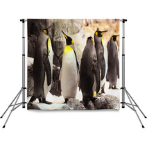 Black And White Penguin Backdrops 61133757