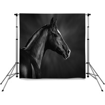 Black And White Portrait Of Arabian Stallion Backdrops 46196337
