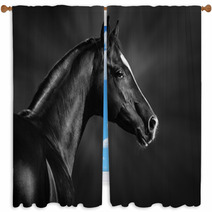Black And White Portrait Of Arabian Stallion Window Curtains 46196337