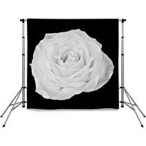 Black And White Rose Backdrops 60269033