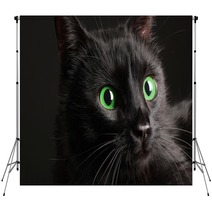 Black Cat On Black Background Backdrops 52242668