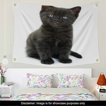 Black Kitten Wall Art 66912006
