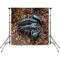Black Scorpion On The Ground Backdrops 83513977