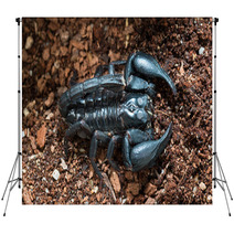 Black Scorpion On The Ground Backdrops 83514178