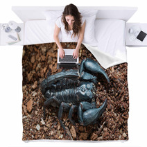 Black Scorpion On The Ground Blankets 83513977