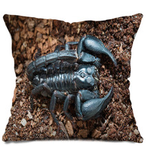 Black Scorpion On The Ground Pillows 83513977
